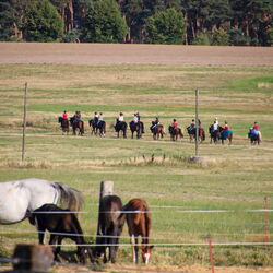 Bild vom Ausritt in den Wald
