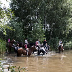 Bild von Pferden mit Reiter im Wasser